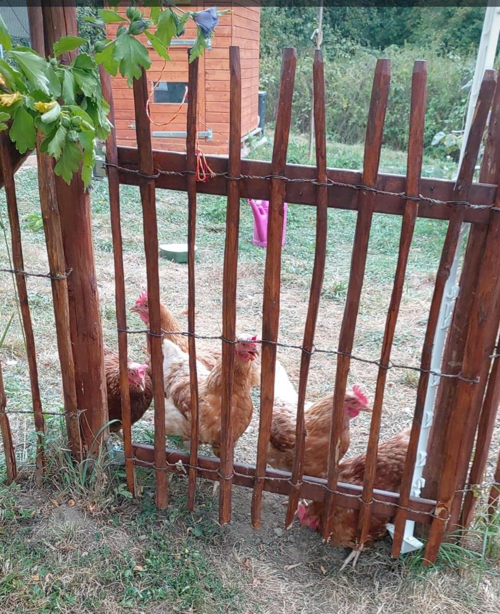 Orangerie Zimmer Gehaichnishof 7Born Maring-Noviand Екстериор снимка